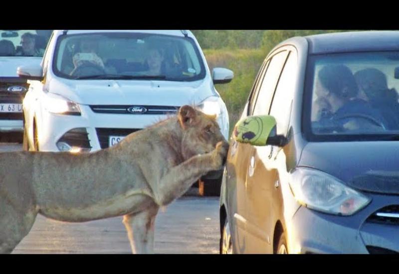 В ЮАР львица напугала туристов, решив открыть дверь их машины