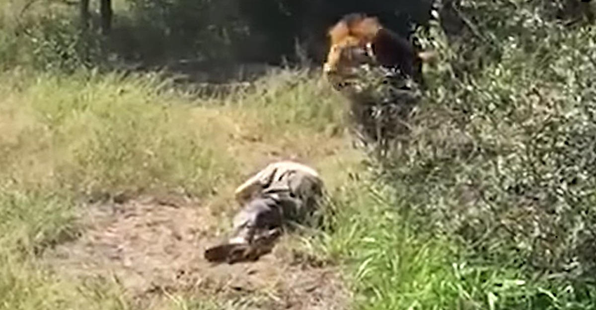 Нападения в парках. Лев напал на человека в сафари. Лев нападает в кустами.