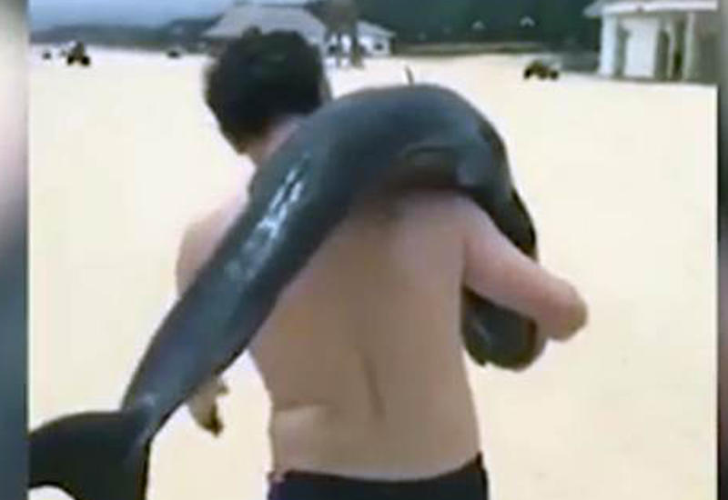 Турист украл живого дельфина с пляжа