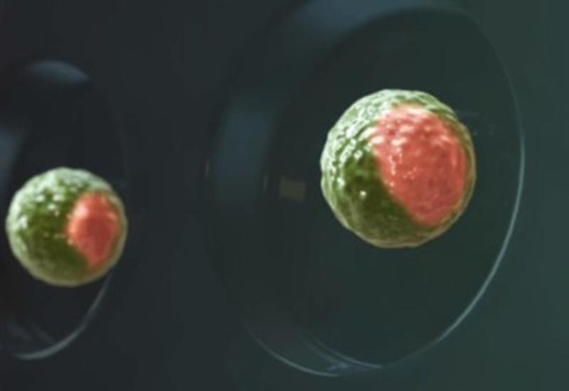 Ученые впервые создали синтетические эмбрионы из стволовых клеток