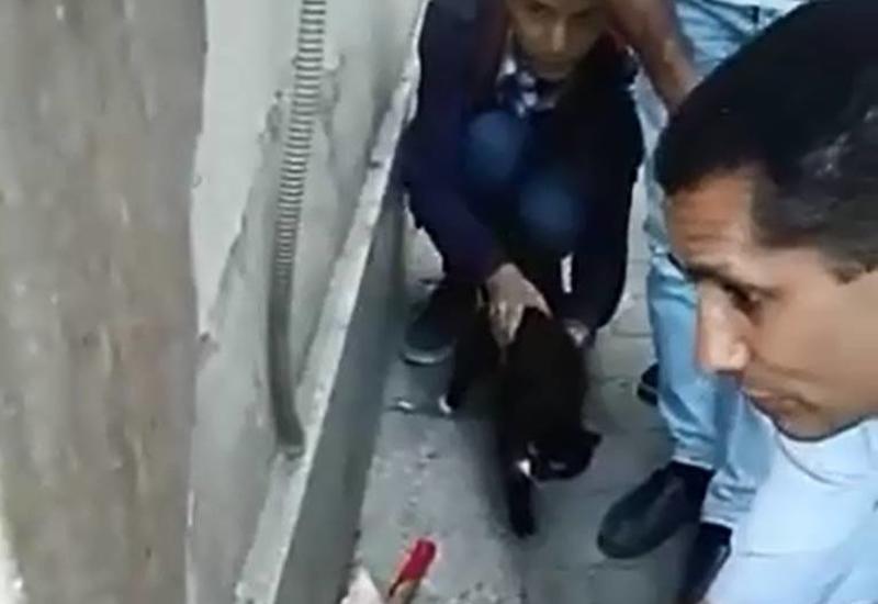 В Баку кошка попросила людей спасти ее котенка