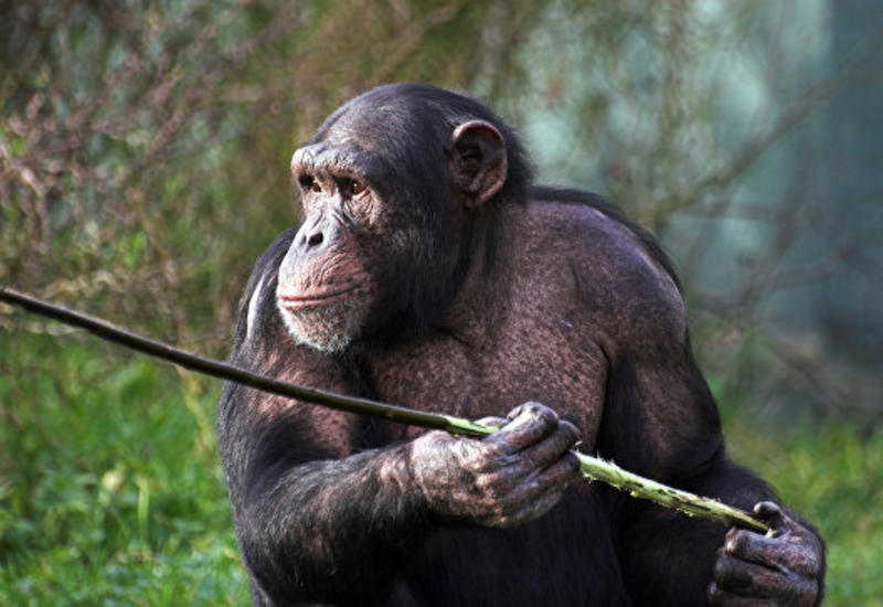 Ученые: "Постели" у шимпанзе чище, чем у людей