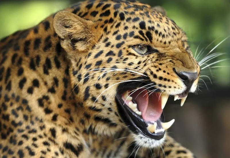 Молниеносная атака леопарда на спасателей, попала на видеокамеру в Индии