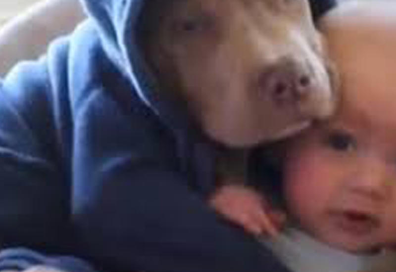 Заботливый пес, обнявший малыша, растрогал соцсети