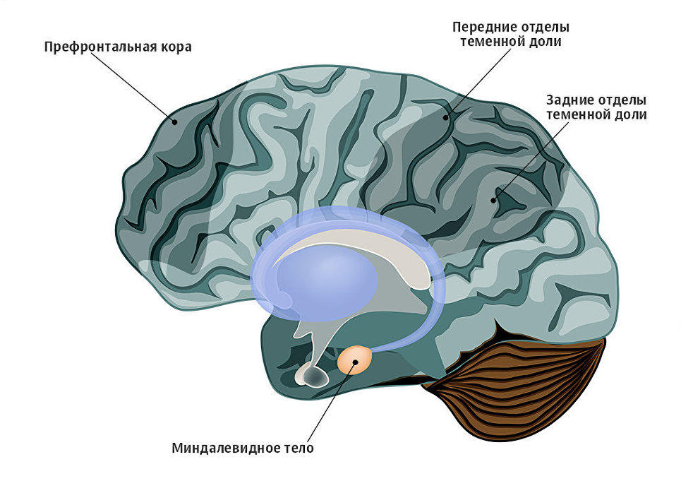 Перенос мозгов калина