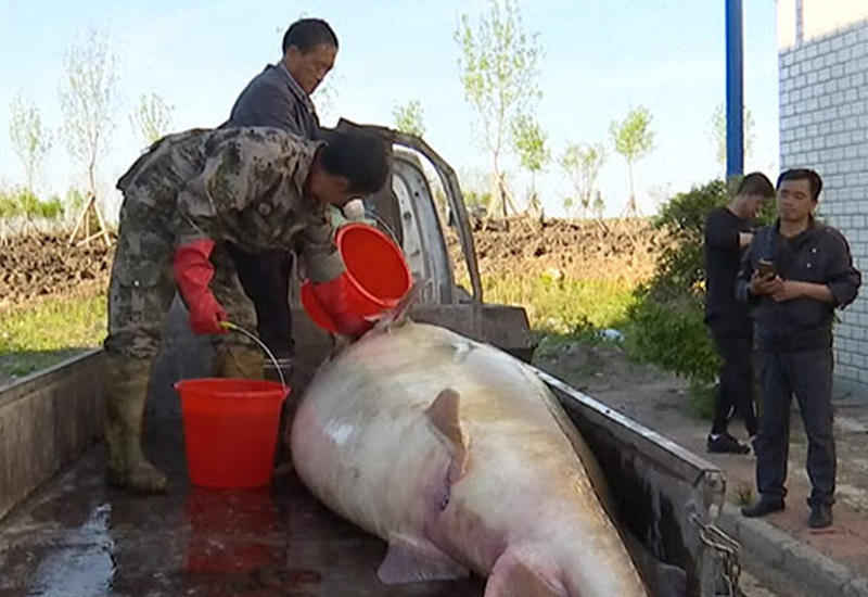 Столетнюю «рыбу-монстра» выловили в Китае