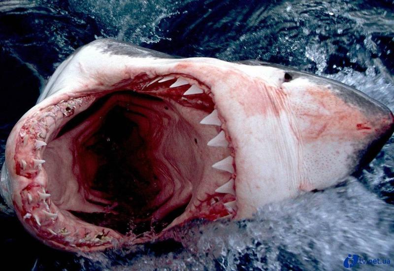 Турист запечатлел момент атаки белой акулы на его видеокамеру
