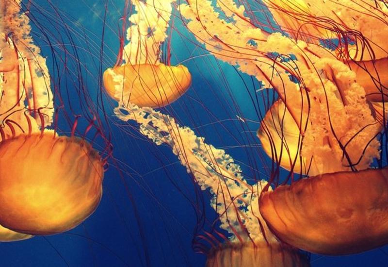 В Европе набирают популярность чипсы из медуз