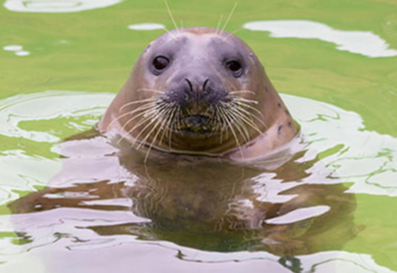 В Великобритании тюлень объелся рыбой и сел на диету