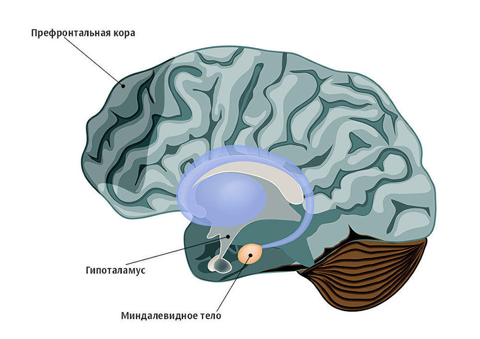 Перенос мозгов калина 1