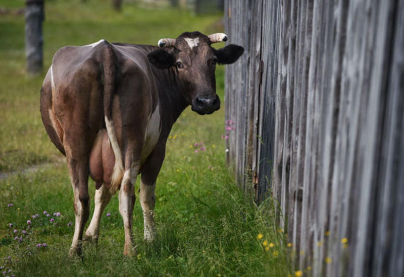 В Болгарии хотят усыпить корову за незаконное пересечение границы ЕС