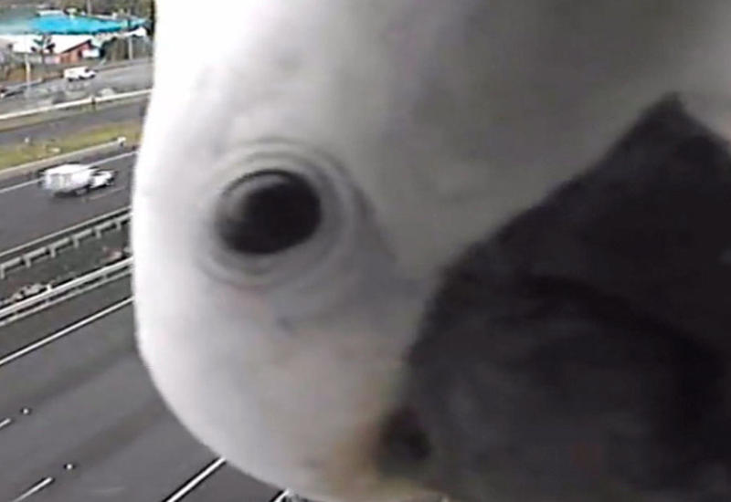 Попугай блокировал работу камеры контроля скорости в Австралии