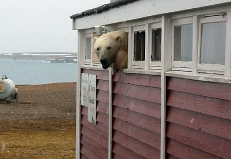 Белый медведь ограбил склад продуктов и застрял в окне