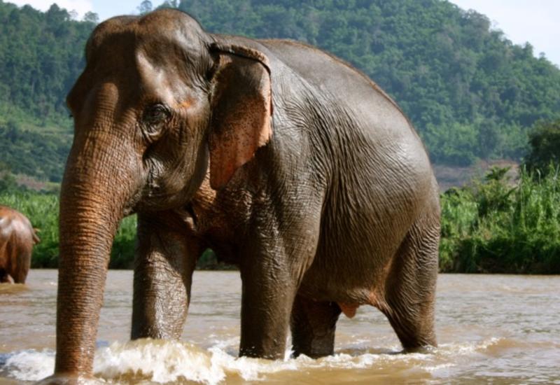 Купающийся слон напал на туристов в лодке