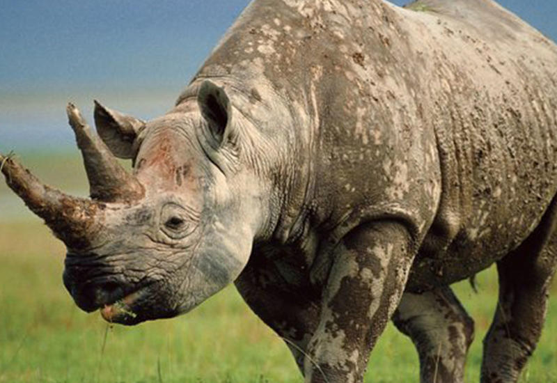 5 сумасшедших атак носорога, снятых на камеру