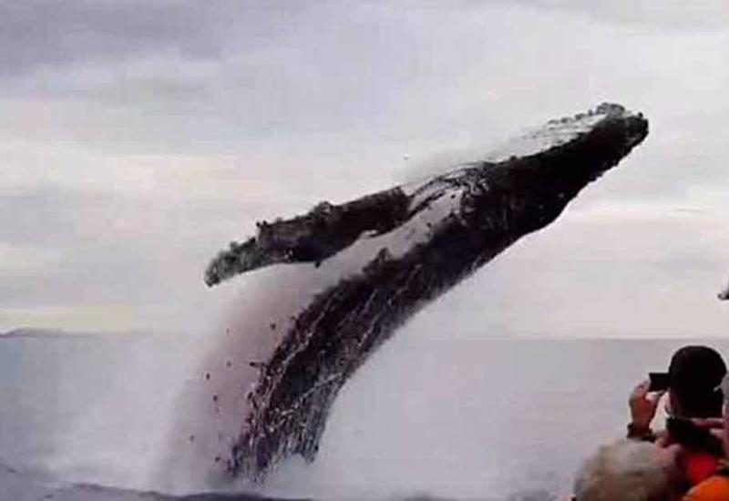Выпрыгнувший рядом с лодкой кит шокировал туристов