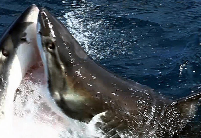 Акула напала на другую акулу и откусила от нее кусок