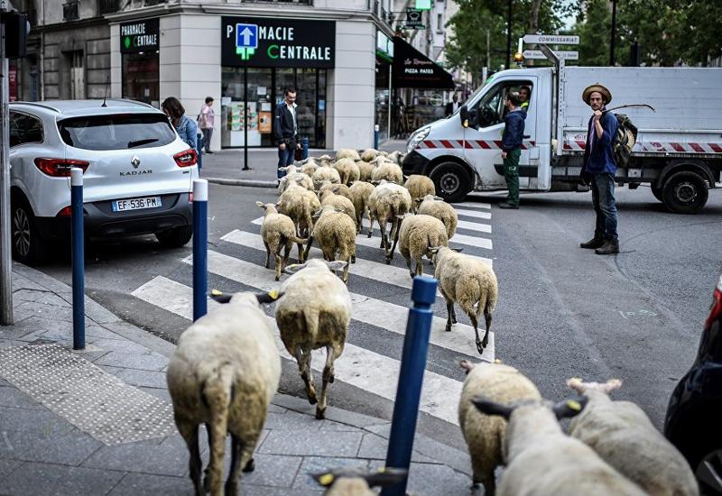 Пригороды Парижа оккупировали овцы