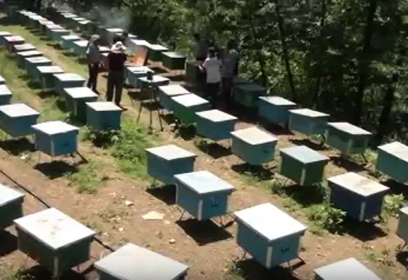 Arıçılıq təsərrüfatlarında "may balı"nın süzümünə başlanılıb <span class="color_red">- QİYMƏTLƏR - VİDEO</span>
