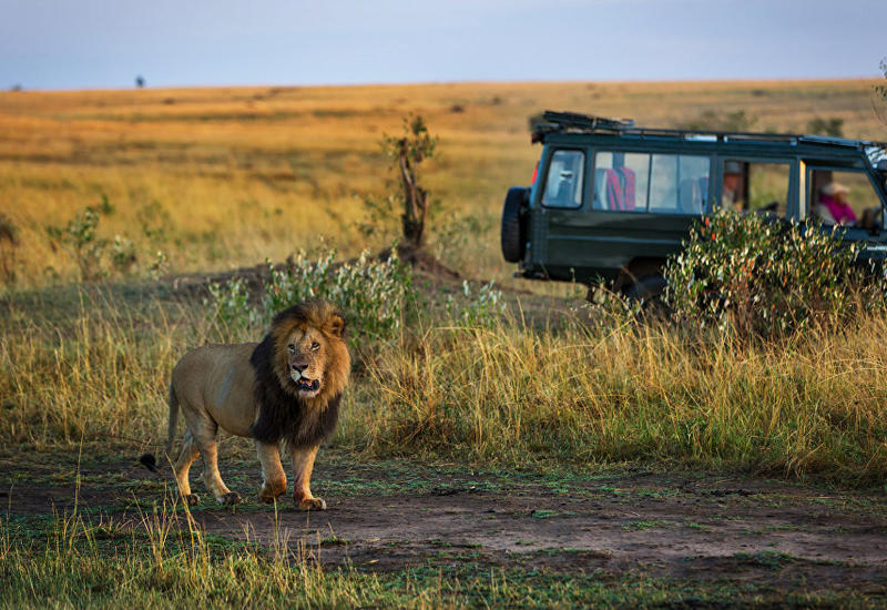 Турист попытался погладить льва и чуть не лишился руки