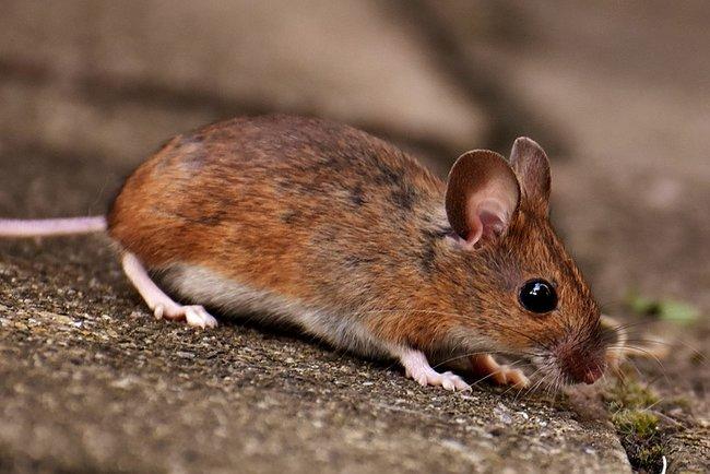 Мыши пробрались в банкомат и съели больше миллиона