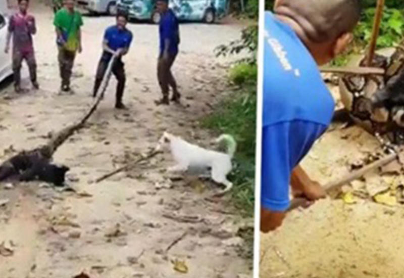 Жители деревни отбили собаку у питона в Тайланде