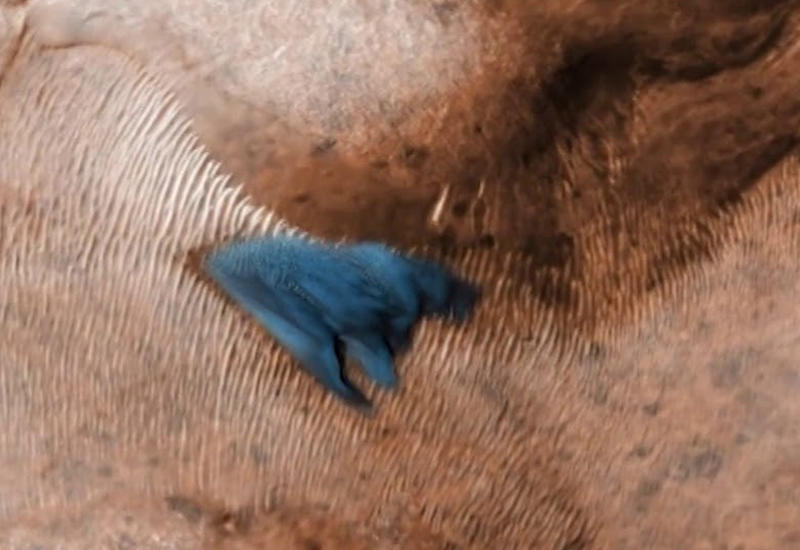 Спутник NASA сфотографировал на Марсе дюны голубого цвета