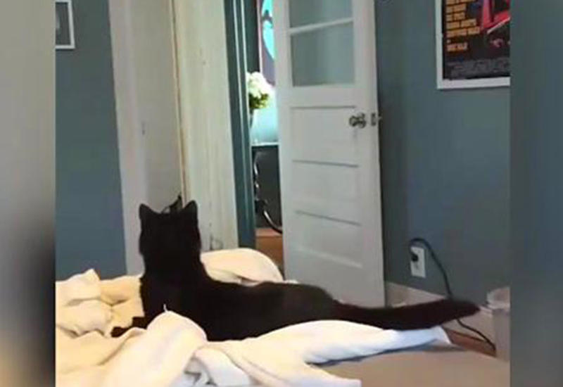 Видео реакции кота на исчезновение хозяина покорило Сеть