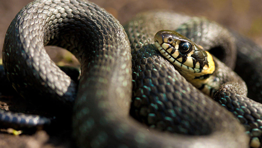 В США водитель во время движения обнаружил на лобовом стекле змею