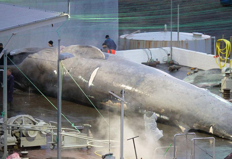 Китобои впервые за 50 лет убили редкого кита, находящегося на грани исчезновения