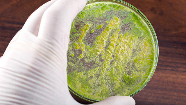 Медики предупреждают: эта супербактерия вызывает бесплодие