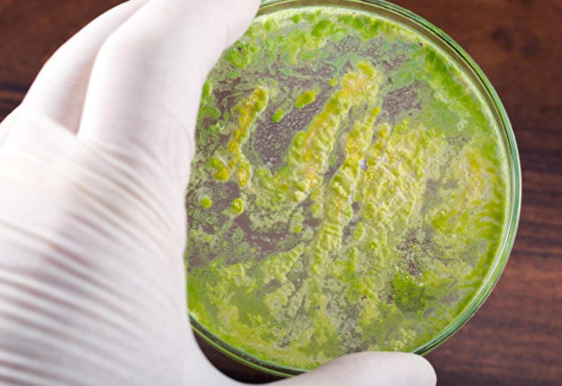 Медики предупредили об угрозе супербактерии