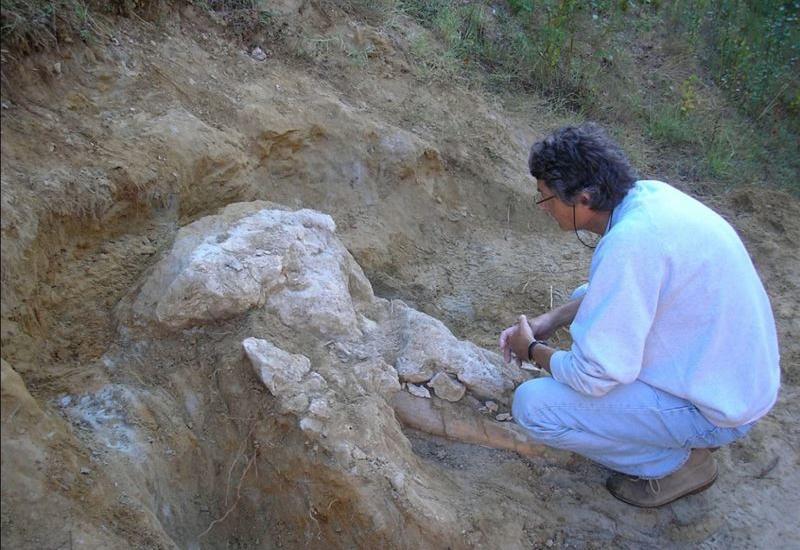 Французский фермер 4 года прятал череп пиренейского мастодонта