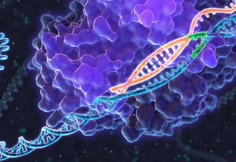 Популярный метод редактирования ДНК оказался смертельно опасным