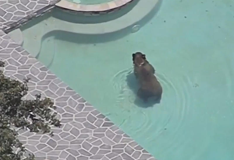 В США медведь спрятался в бассейне от жары