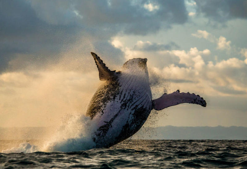 Сражение горбатого кита с косатками за жизнь детеныша сняли на видео