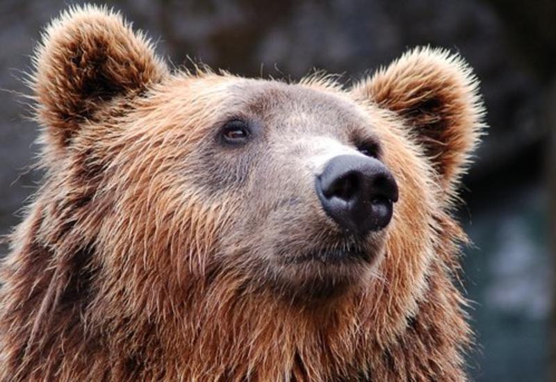 В РФ медведей могут признать "стратегическим ресурсом"
