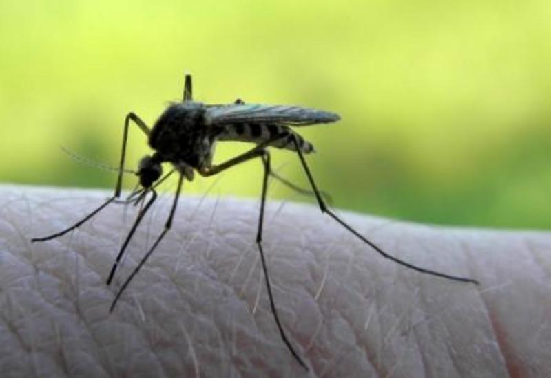 Как избавиться от комаров подручными средствами