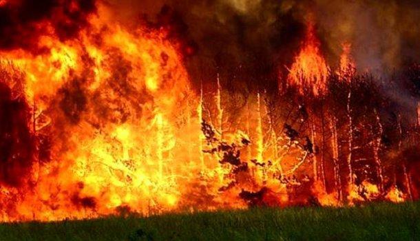 В Германии бушуют лесные пожары, огонь подбирается к столице