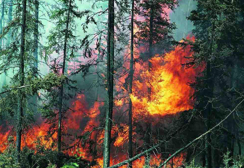 На западе Канады загорелись леса