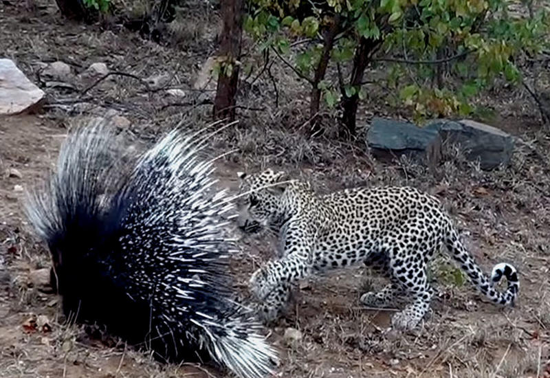 Схватка леопарда с дикобразом попала на камеры