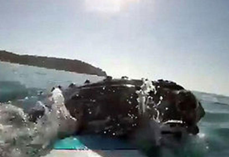 В Австралии сапсерфенгист заснял на камеры столкновение с огромным китом