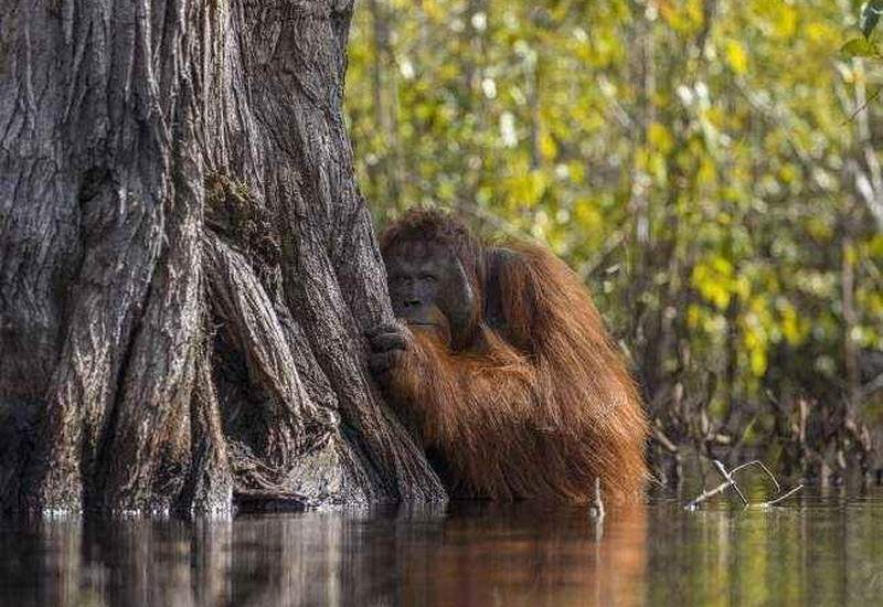 15 фотошедевров с конкурса «Лучшая фотография природы» от National Geographic