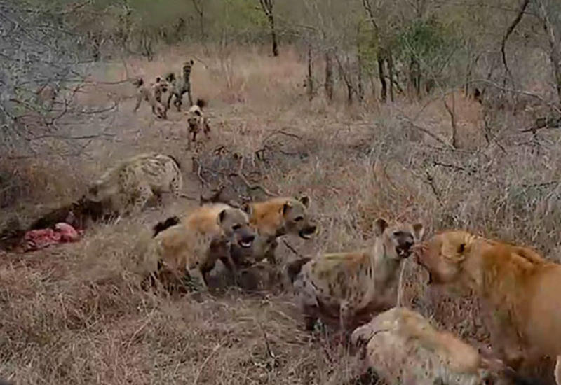 Эпическая борьба львов с гиенами за живого кабана попала на камеры