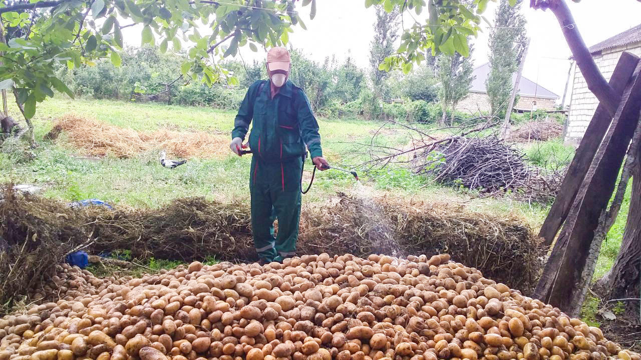 В Азербайджане на картофельных полях обнаружены вредители