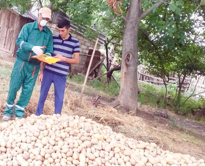 В Азербайджане на картофельных полях обнаружены вредители