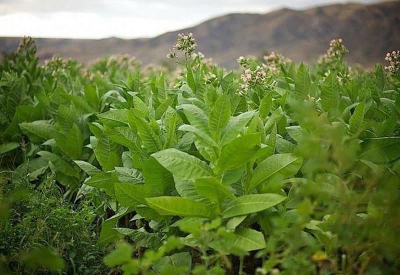 Azərbaycanda güclü leysan tütün plantasiyalarına ciddi zərər vurmayıb