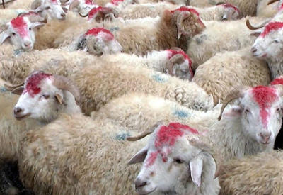 Qurbanlıq heyvanların satışında canlanma müşahidə olunur <span class="color_red">- VİDEO</span>