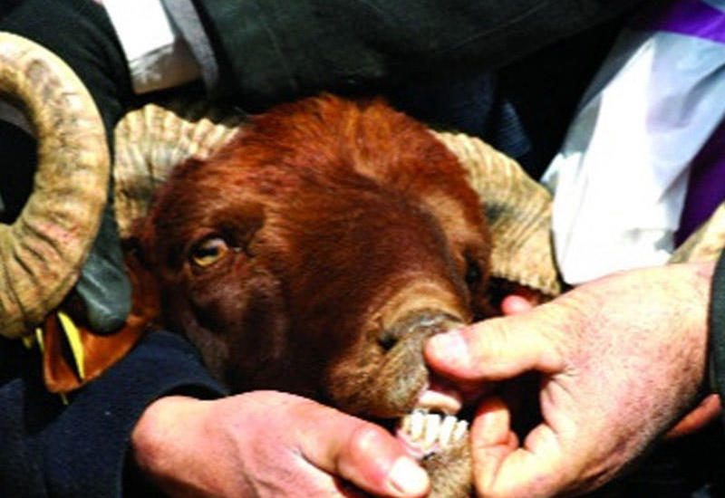 Qurban bayramında nələrə diqqət edilməli? <span class="color_red">- VİDEO</span>