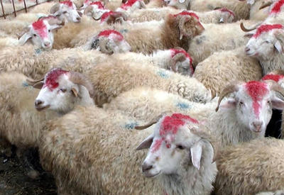 Qurbanlıq heyvanların qiyməti neçəyədir? <span class="color_red">- VİDEO</span>